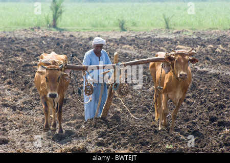 sowing farming ploughing egypt plough luxor sesame bank wooden west alamy similar