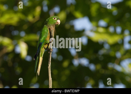 Olive-throated Parakeet (Aratinga nana) adult, perched on dead branch, Linstead, Jamaica, december Stock Photo