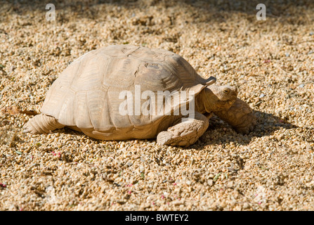 African Spurred Tortoise walking in the sunshine Stock Photo