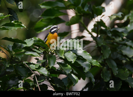 Jamaican Stripe-headed Tanager (Spindalis nigricephala) adult male, feeding on fruit in tree, Marshall's Pen, Jamaica, november Stock Photo