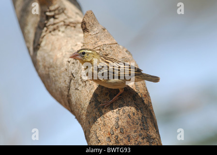 Northern Red Bishop (Euplectes franciscanus) adult female, perched on branch, Brufut Wood, Gambia, april Stock Photo