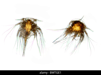 Barnacle Larvae Nauplius sp Stock Photo - Alamy