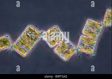 Phytoplankton Epighytic Marine Diatom Stock Photo