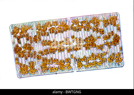 Phytoplankton Epighytic Marine Diatom Stock Photo
