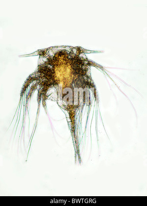 Barnacle Larvae Nauplius sp Stock Photo - Alamy