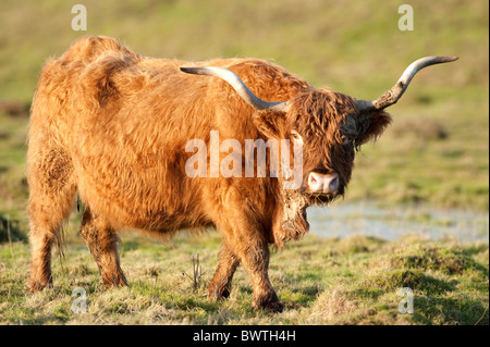 Highland Cattle Kent UK Stock Photo