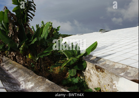 pineapple plantation Arruda in Faja de Baixo, Isle of Sao Miguel Stock Photo