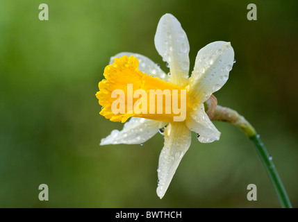 Wild Daffodil Narcissus pseudonarcissus syn lobularis UK Stock Photo
