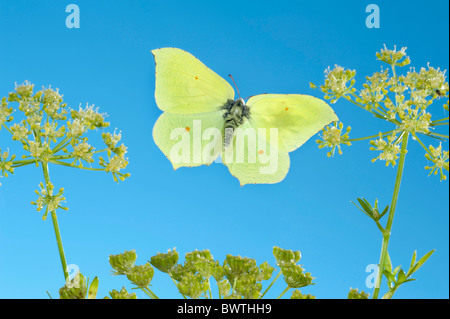 Brimstone Butterfly Gonepteryx rhamni in flight UK Stock Photo