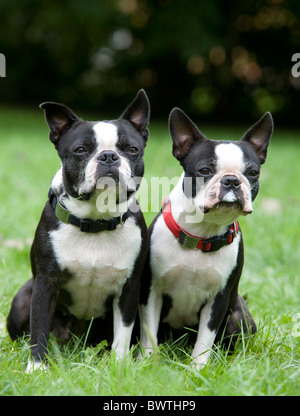 Pair of Boston Terrier Dogs sitting together Stock Photo