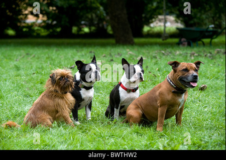 Group of dogs together UK Stock Photo