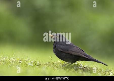 European Blackbird (Turdus merula) adult male, standing on garden lawn, Berwickshire, Borders, Scotland, spring Stock Photo
