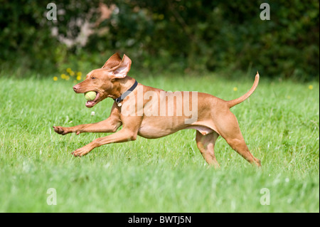 Hungarian Vizsla Dog UK Stock Photo