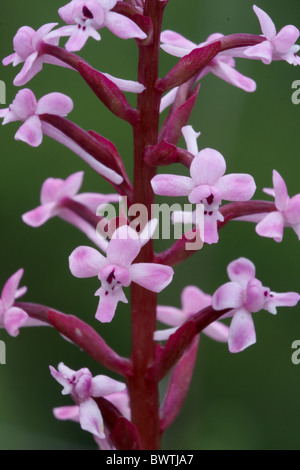 Branciforti's Orchid Orchis brancifortii close-up Stock Photo