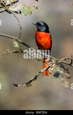 Scarlet Minivet (Pericrocotus flammeus) adult male, perched in tree, Nepal, january Stock Photo