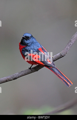 Scarlet Minivet (Pericrocotus flammeus) adult male, perched on branch, Gaoligongshan, Yunnan Province, China Stock Photo