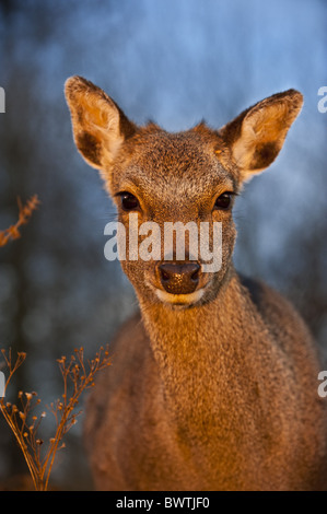 Animals Atmospheric Britain Cervinae Cervus Nippon Countryside England 