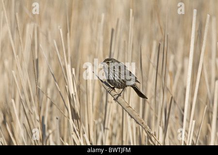 Red-winged Blackbird (Agelaius phoeniceus) adult female, perched on cattail in marsh, North Dakota, U.S.A., spring Stock Photo
