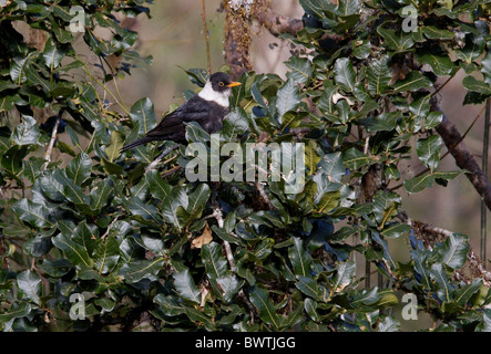 White-collared Blackbird (Turdus albocinctus) adult male, perched in tree, Kathmandu, Nepal, february Stock Photo