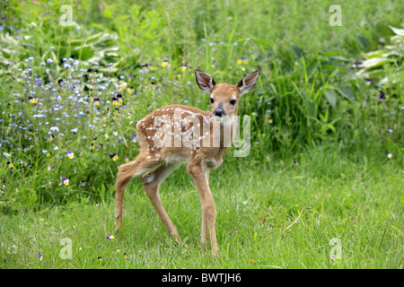 Jungtier - young deer deers herbivore herbivores 