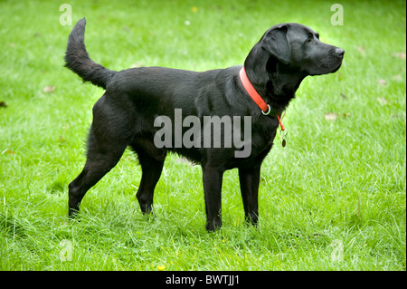 Black labrador Retriever Dog UK Stock Photo