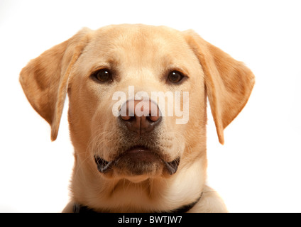 Labrador Retriever UK Stock Photo