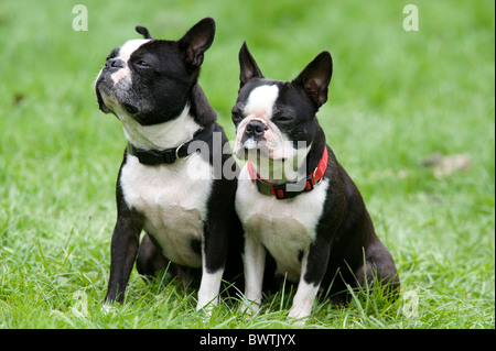 Pair of Boston Terrier Dogs sitting together Stock Photo