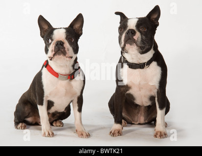 Pair of Boston Terrier Dogs sitting together Stock Photo