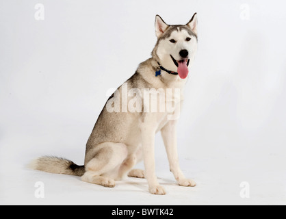 Siberian Husky Dog UK Stock Photo