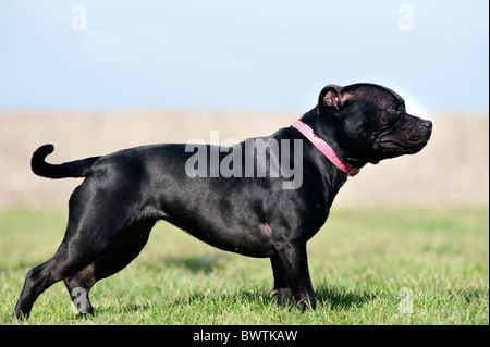 Staffordshire Bull Terrier Dog UK Stock Photo