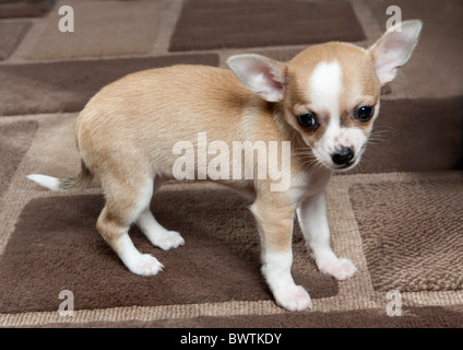 Chihuahua Dog Puppy UK Stock Photo