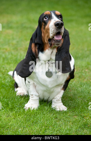 Basset Hound Dog sitting in garden UK Stock Photo