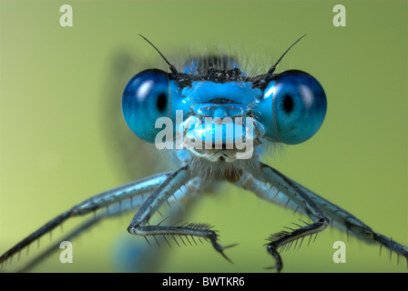 Common Blue Damselfly Enallaatma cyathigerum Stock Photo