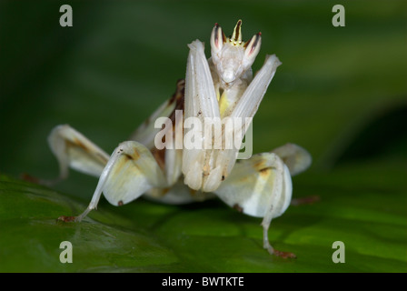 Orchid Mantis Hymenopus coronatus Malaysia Stock Photo