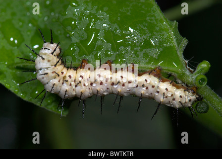 Zebra Longwing Butterfly Caterpillar feeding Heliconius charithonia Stock Photo