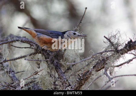 White-cheeked Nuthatch (Sitta leucopsis) adult, gathering and hoarding seeds, Sichuan Province, China, november Stock Photo