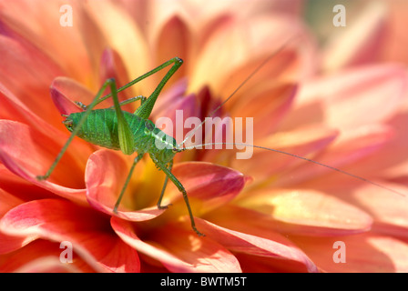 Speckled Bush Cricket Leptophyes punctatissima UK Stock Photo