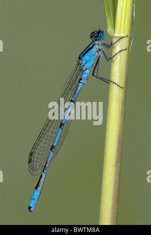 Common Blue Damselfly Enallaatma cyathigerum UK Stock Photo