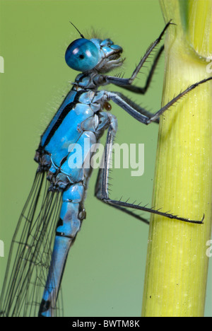 Common Blue Damselfly Enallaatma cyathigerum UK Stock Photo