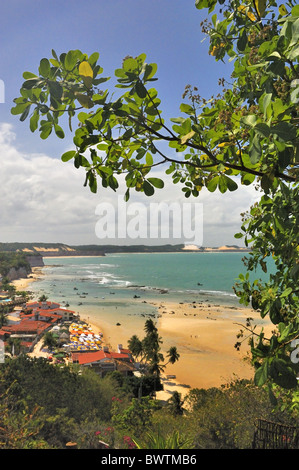 Elevated vertical view of Pipa with foliage. Stock Photo