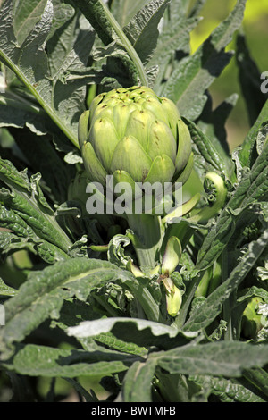 Frucht - fruit Pflanzung - planting vegetable vegetables veg food foods edible artichoke artichokes plant plants perennial Stock Photo