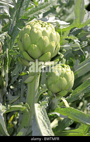 Frucht - fruit Pflanzung - planting vegetable vegetables veg food foods edible artichoke artichokes plant plants perennial Stock Photo