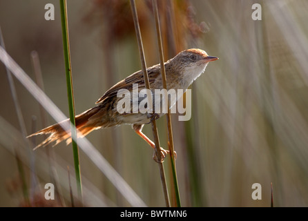 Bay-capped Wren-spinetail (Spartonoica maluroides) adult, perched on reed stem, Buenos Aires Province, Argentina, january Stock Photo
