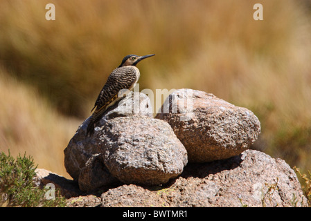 Andean Flicker (Colaptes rupicola) adult female, standing on rocky outcrop, Jujuy, Argentina, january Stock Photo