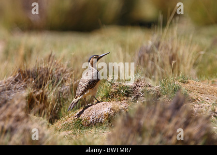 Andean Flicker (Colaptes rupicola) adult female, standing on ground, Jujuy, Argentina, january Stock Photo