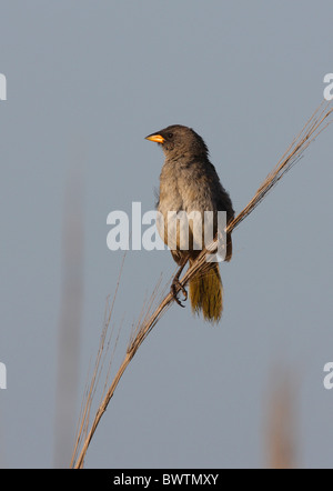 Great Pampa-finch (Embernagra platensis) adult, perched on reed, Punta Rasa, Buenos Aires Province, Argentina, january Stock Photo
