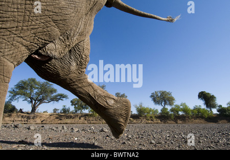 African Elephant (Loxodonta africana) adult, hind legs and tail, crossing dry riverbed, low angle, Mashatu Game Reserve, Tuli Stock Photo