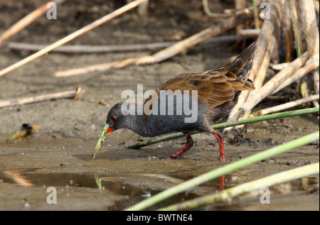 Plumbeous Rail (Pardirallus sanguinolentus) adult, feeding in marsh, Buenos Aires Province, Argentina, january