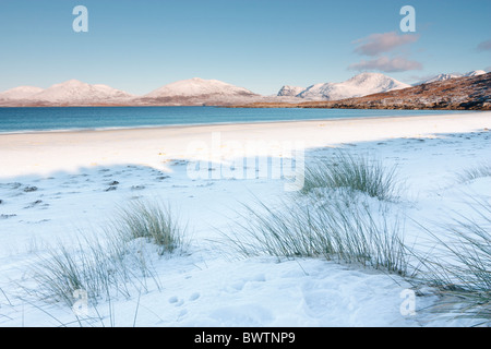 Marram grass sprouts out above the snow on traigh Rosamol on the isle of Harris Stock Photo