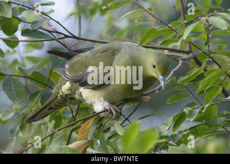 White-bellied Green-pigeon (Treron sieboldii) adult female, foraging in tree, Hong Kong, China, winter Stock Photo